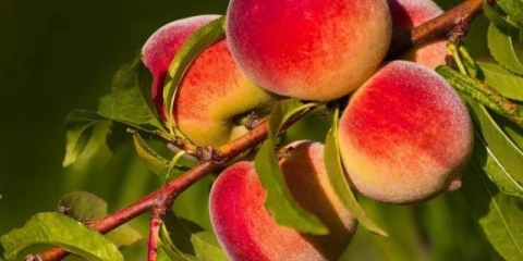 Kako posaditi breskvu